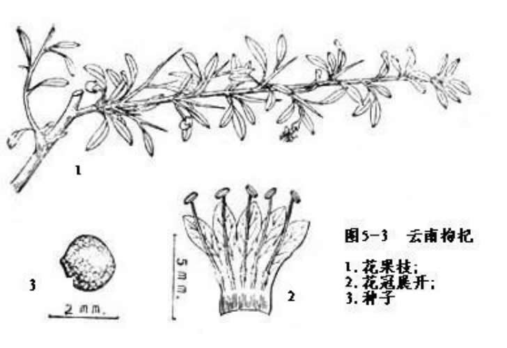 云南枸杞 - 宁夏萌塞杞种植专业合作社